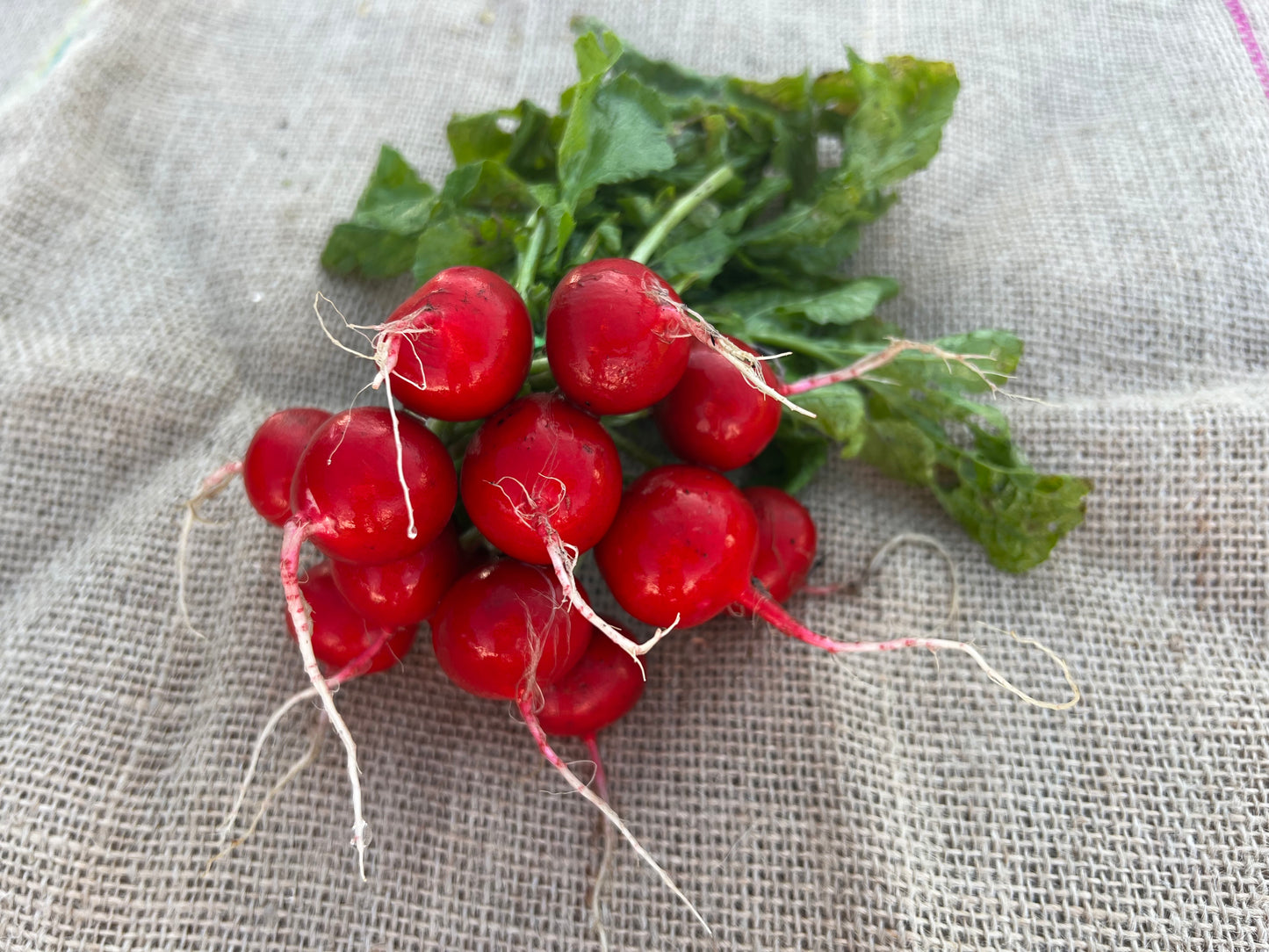 CHERRY RADISH BUNCH