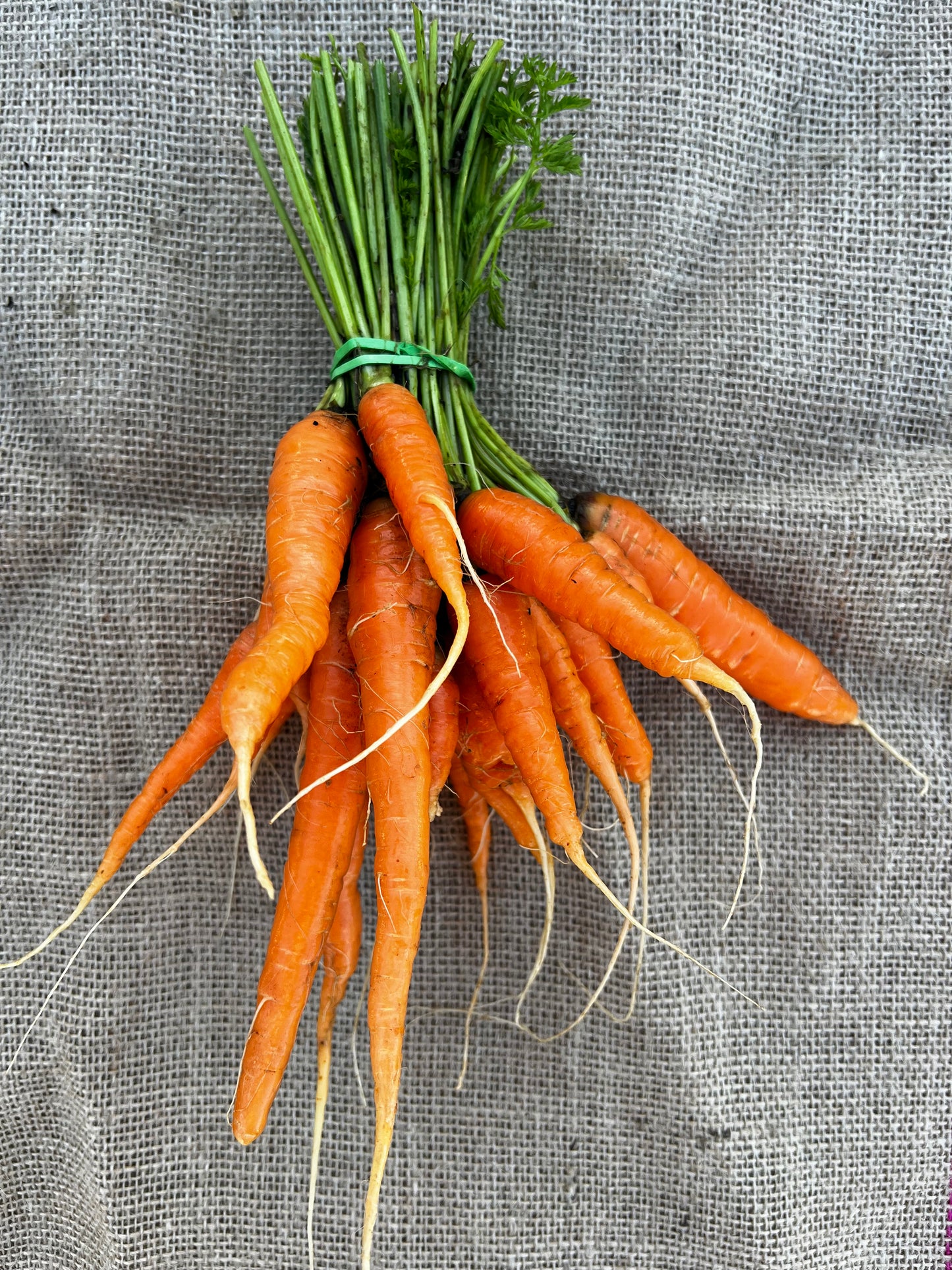 BABY CARROT BUNCH